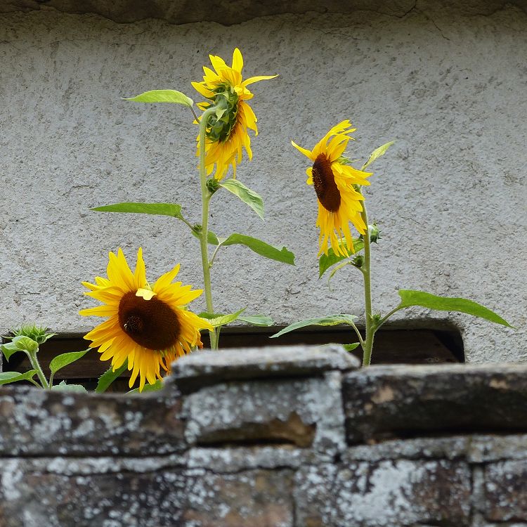 Sonnenblumen vom Innenhof der Nebengebäude begrüßen die Bahnreisenden